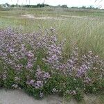 Limonium dodartii عادت داشتن