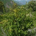 Berberis heteropoda Blad