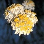Edgeworthia tomentosa Blüte