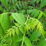 Juglans mandshurica Leaf