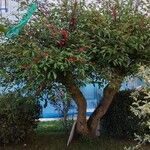 Erythrina crista-galli Кветка