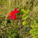 Hibiscus aponeurus Blüte