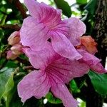 Acokanthera oblongifolia Flor