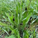 Plantago atrata Habitus