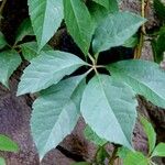 Parthenocissus quinquefolia Leaf