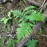 Dryopteris expansa Yaprak