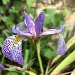 Iris versicolor പുഷ്പം