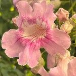 Podranea ricasoliana 花