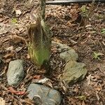 Amorphophallus paeoniifolius 花