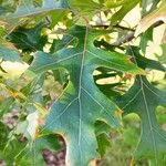 Quercus ellipsoidalis Leaf