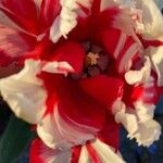Tulipa gesneriana Цвят