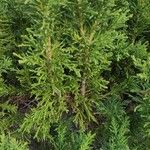 Juniperus phoenicea Облик