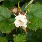 Rubus tricolor Flower