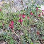 Hedysarum boveanum Цвят