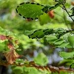 Adiantum tenerum Fruit