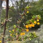 Berberis microphylla Deilen