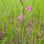 Gladiolus italicus Kukka