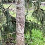 Pseudotsuga menziesii പുറംതൊലി