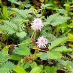 Mimosa pudica Συνήθη χαρακτηριστικά