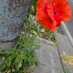 Papaver setiferum Habitus