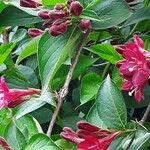 Weigela florida 樹皮