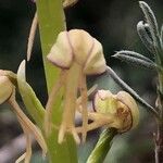 Orchis anthropophora Blomma