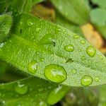 Myosotis sylvatica Blatt