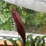 Billbergia nutansപുഷ്പം