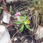 Valeriana tuberosa Blomst