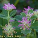 Trifolium resupinatum Other