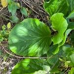 Bergenia crassifoliaFrunză