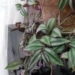 Tradescantia zebrina ഇല