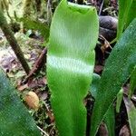 Antrophyum boryanum Otro
