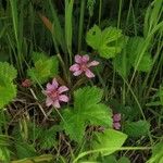 Rubus arcticus 花