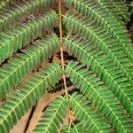 Paraserianthes lophantha Leaf