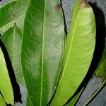 Sapium allenii Leaf
