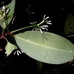 Ixora nicaraguensis Other