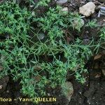 Euphorbia exigua Hábito