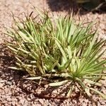 Dudleya edulis Hoja