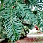 Sequoia sempervirens Foglia