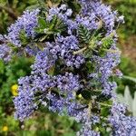 Ceanothus impressus फूल