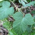 Rubus moluccanus Leaf