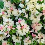 Rhododendron aureum Hábito