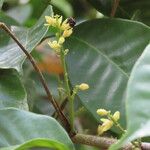 Trichilia pallida Flower