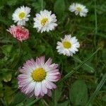 Bellis perennisFlower