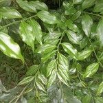 Sarcococca pruniformis Fuelha