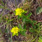 Euphorbia verrucosa Flower