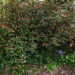 Rhododendron haematodes Habit
