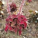 Coleus scutellarioides Elinympäristö