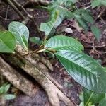 Ardisia compressa Leaf